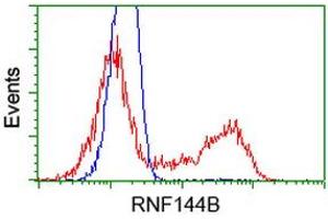 Image no. 2 for anti-Ring Finger Protein 144B (RNF144B) (AA 1-256) antibody (ABIN1490647) (RNF144B anticorps  (AA 1-256))