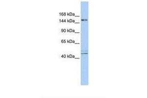 Image no. 1 for anti-Activity-Dependent Neuroprotector Homeobox (ADNP) (AA 36-85) antibody (ABIN6737868) (ADNP anticorps  (AA 36-85))