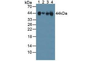 Figure. (Clusterin anticorps  (AA 227-448))