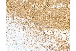 anti-Fluorescein Isothiocyanate (FITC) antibody