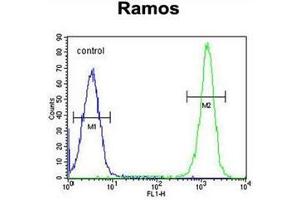 Flow cytometric analysis of Ramos cells using ETFA Antibody (C-term) Cat. (ETFA anticorps  (C-Term))