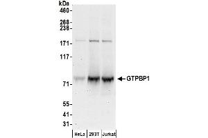 anti-GTP Binding Protein 1 (GTPBP1) (AA 575-625) antibody