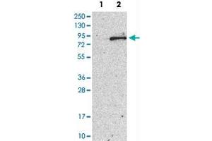 Western Blot analysis of Lane 1: negative control (vector only transfected HEK293T cell lysate) and Lane 2: over-expression lysate (co-expressed with a C-terminal myc-DDK tag in mammalian HEK293T cells) with TEC polyclonal antibody .