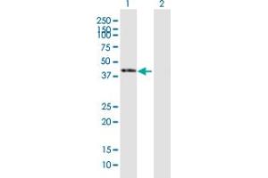 Western Blot analysis of SERPINB1 expression in transfected 293T cell line by SERPINB1 MaxPab polyclonal antibody.