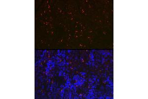 Immunofluorescence analysis of rat spleen using RN Rabbit pAb (ABIN7269987) at dilution of 1:100 (40x lens). (RNASE6 anticorps  (AA 1-150))