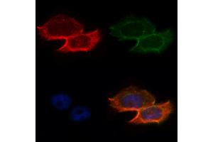 ABIN6263097 and ABIN6268702 staining Hela by IF/ICC.