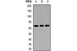 Western blot analysis of Kinesin 2 expression in SW480 (A), MCF7 (B), mouse brain (C) whole cell lysates.