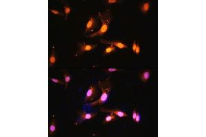 Immunofluorescence analysis of U2OS cells using FLCN antibody (ABIN7267226) at dilution of 1:100.