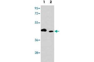 Western blot analysis of ITPKA polyclonal antibody  in (1) K-562 cell line and (2) mouse lung tissue lysates (35 ug/lane). (ITPKA anticorps  (C-Term))