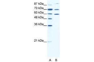 HSP90AB1 antibody (20R-1312) used at 2. (HSP90AB1 anticorps  (N-Term))