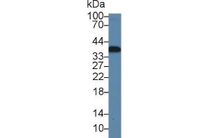 Western blot analysis of Rat Liver lysate, using Rat CAMLG Antibody (1 µg/ml) and HRP-conjugated Goat Anti-Rabbit antibody (