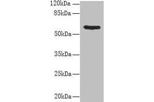 Western blot All lanes: PDIA5 antibody at 8 μg/mL + Hela whole cell lysate Secondary Goat polyclonal to rabbit IgG at 1/10000 dilution Predicted band size: 60, 31 kDa Observed band size: 60 kDa (PDIA5 anticorps  (AA 22-262))
