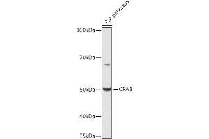 Western blot analysis of extracts of Rat pancreas, using CP antibody (ABIN7266079) at 1:1000 dilution. (CPA3 anticorps  (AA 110-417))