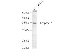 Western blot analysis of extracts of Mouse liver, using Caspase-7 antibody (ABIN3022071, ABIN3022072, ABIN3022073 and ABIN6218596) at 1:1000 dilution.