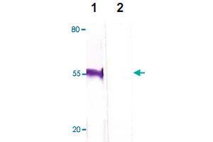 The HeLa cell lysate was immuno-blotted by FOXP3 polyclonal antibody  at 1 : 500 (Lane 1). (FOXP3 anticorps  (C-Term))