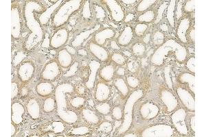 ABIN6259710 and ABIN6278976 at 1/100 staining human normal kidney tissue by IHC-P.