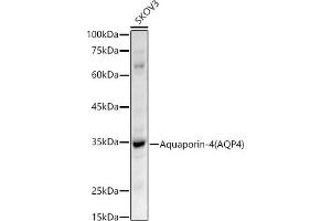 Western blot analysis of extracts of SKOV3 cells, using Aquaporin-4  antibody (ABIN3016920, ABIN3016921, ABIN3016922 and ABIN6219881) at 1:500 dilution. (Aquaporin 4 anticorps  (AA 244-323))