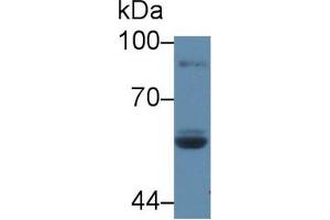 Western blot analysis of Human Saliva, using Rat LPO Antibody (5 µg/ml) and HRP-conjugated Goat Anti-Rabbit antibody ( (LPO anticorps  (AA 351-589))