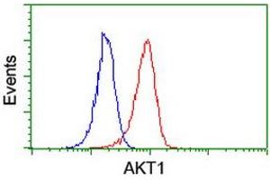 Image no. 8 for anti-V-Akt Murine Thymoma Viral Oncogene Homolog 1 (AKT1) antibody (ABIN1496556) (AKT1 anticorps)