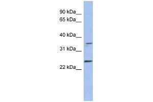 NDN antibody used at 1 ug/ml to detect target protein. (NDN anticorps)
