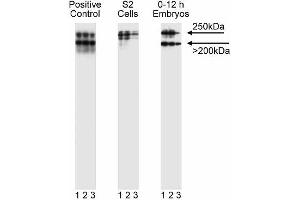 Western blot analysis of gp250. (SORL1 anticorps  (AA 1220-1337))