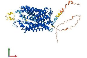 AlphaFold protein structure predicition of Human Recombinant SLC6A8 Protein, UniprotID P48029