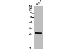 Western Blot analysis of HEPG2 cells using Tryptase-3 Polyclonal Antibody diluted at 1:800. (TPSD1 anticorps  (AA 51-100))