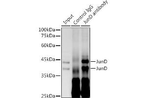 Immunoprecipitation analysis of 300 μg extracts of HeLa cells using 3 μg JunD antibody (ABIN7268051).