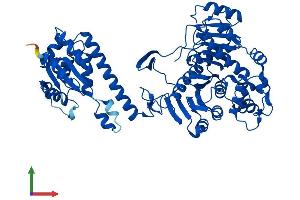 AlphaFold protein structure predicition of Mouse Recombinant Atic Protein, UniprotID Q9CWJ9