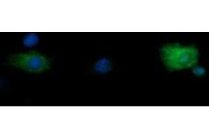 Image no. 1 for anti-Ring Finger Protein 39 (RNF39) antibody (ABIN1500723)