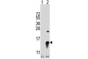 Western blot analysis of SUMO2 antibody and 293 cell lysate (2 ug/lane) either nontransfected (Lane 1) or transiently transfected (2) with the SUMO2 gene.
