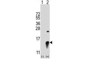 Western blot analysis of SUMO2 antibody and 293 cell lysate (2 ug/lane) either nontransfected (Lane 1) or transiently transfected (2) with the SUMO2 gene. (SUMO2 anticorps  (AA 63-93))