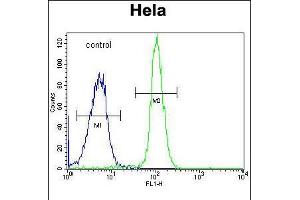 Flow cytometric analysis of Hela cells (right histogram) compared to a negative control cell (left histogram).