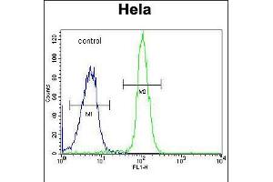 Flow cytometric analysis of Hela cells (right histogram) compared to a negative control cell (left histogram). (ADPRHL2 anticorps  (N-Term))
