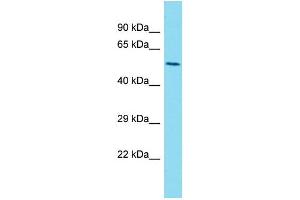 Western Blotting (WB) image for anti-Lectin, Mannose-Binding 1 Like (LMAN1L) (C-Term) antibody (ABIN2791644) (LMAN1L anticorps  (C-Term))