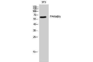Western Blotting (WB) image for anti-PAKalpha/beta/gamma (Lys18) antibody (ABIN3176760) (PAKalpha/beta/gamma anticorps  (Lys18))