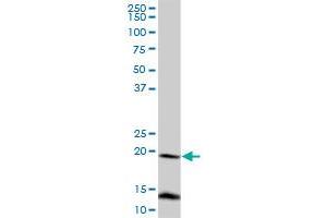 FUNDC2 MaxPab polyclonal antibody.