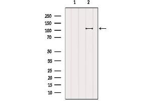 Western blot analysis of extracts from K562, using BACH1 Antibody.