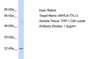 Host: Rabbit Target Name: ARPC4 Sample Tissue: Human THP-1 Whole Cell Antibody Dilution: 1ug/ml (ARPC4-TTLL3 anticorps  (N-Term))