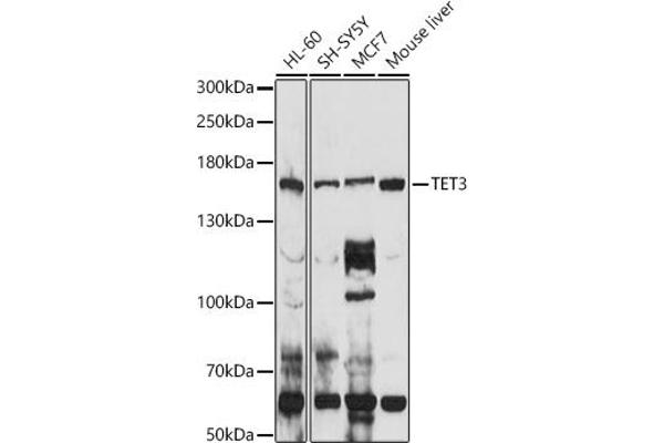 TET3 antibody  (AA 1525-1660)