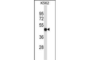 P2RX5 Antibody (C-term) (ABIN657980 and ABIN2846926) western blot analysis in K562 cell line lysates (35 μg/lane). (P2RX5 anticorps  (C-Term))