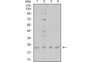 Western blot analysis using CIRBP mouse mAb against SW480 (1), PC-3 (2), A431 (3), and U251 (4) cell lysate.