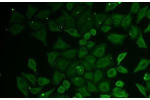 Immunofluorescence analysis of U2OS cells using C21orf33 Polyclonal Antibody (C21orf33 anticorps)