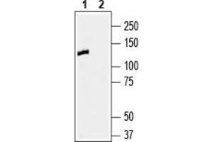Western blot analysis of human SH-SY5Y neuroblastoma cell line lysate:1. (Contactin 1 (CNTN1) Peptide)
