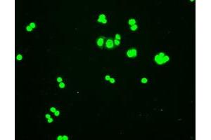 Immunofluorescent staining of HT29 cells using anti-HHex mouse monoclonal antibody (ABIN2452382). (HHEX anticorps  (AA 100-270))