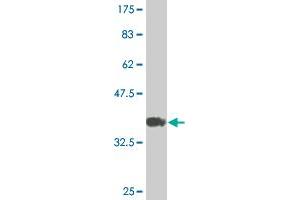 Western Blot detection against Immunogen (36.