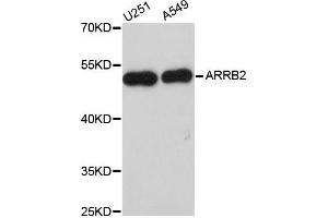 Western blot analysis of extracts of various cell lines, using ARRB2 antibody (ABIN5970517) at 1/1000 dilution. (Arrestin 3 anticorps)