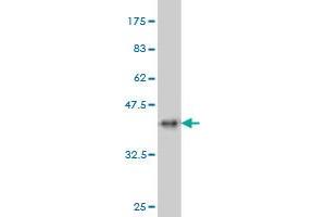 Western Blot detection against Immunogen (36.