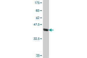Western Blot detection against Immunogen (37.