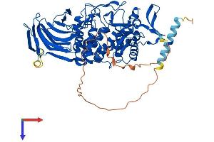 AlphaFold protein structure predicition of Mouse Recombinant Glce Protein, UniprotID Q9EPS3